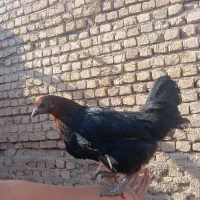 نوچه مرغ و خروس پنج ماه|حیوانات مزرعه|کهک, |دیوار