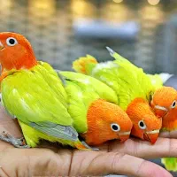 پرورش کوتوله ملنگو راهب گرینچیک قناری قفس مولد