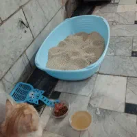 گربه بریتیش پسر ملوس|گربه|مشهد, گاز|دیوار