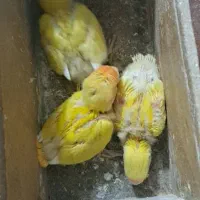 ۳ عددجوجه کوتوله قیمت ۱۸۰۰