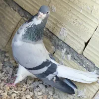 بدرنگ|حیوانات|شیراز, کفترک|دیوار