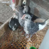 تخم مرغ نطفه دار گلین لری|حیوانات مزرعه|شهرضا, |دیوار