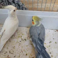 عروس هلندی سالم وسرحال