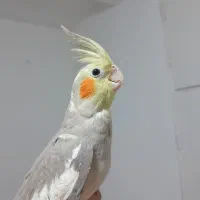 طوطی عروس هلندی های سخنگو و رام رنگبندی مختلف|پرنده|قائمشهر, |دیوار