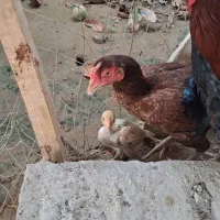 خروس