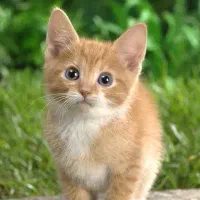 نیروی نظافت جهت کار در دامپزشکی