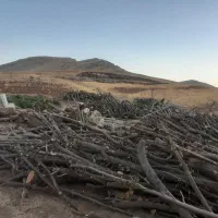 خرید چوب درخت|خدمات باغبانی و درختکاری|خرم‌آباد, |دیوار