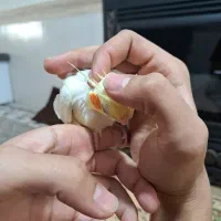 عروس هلندی|پرنده|مشهد, عباس‌آباد|دیوار