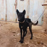 دو عدد سگ ژرمن نر