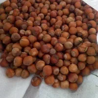 فندوق تازه برای امسال
