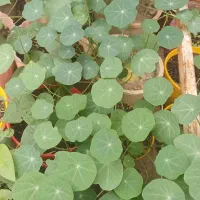 گلهای فصلی قشنگ|گل و گیاه طبیعی|مسجد سلیمان, |دیوار