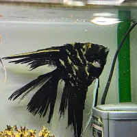 انجل مولد سایز غول