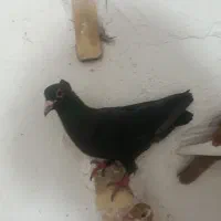 نرزاغ