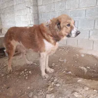 آلابای|سگ|سعدآباد, |دیوار