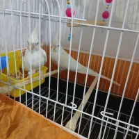 طوطی برزیلی