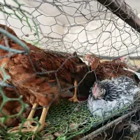 جوجه شوربایی (خانه طیور)