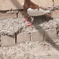 کفتر|پرنده|خرمشهر, |دیوار