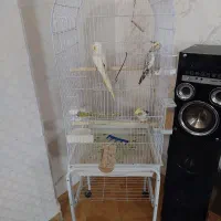 عروس هلندی با قفس|پرنده|تفت, |دیوار