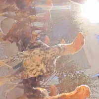 مرغ و خروس لاری|حیوانات مزرعه|بومهن, |دیوار