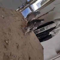 تیدی کله ای ترونی دمگیر اصفهانی|پرنده|برخوار, |دیوار