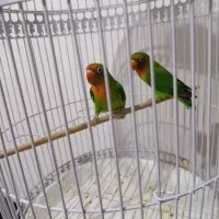 طوطی برزیلی|پرنده|ملارد, |دیوار