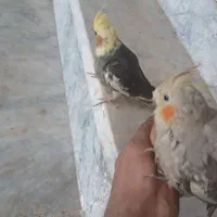 فوری .زیر قیمت بازار.بدلیل زیاد بودن پرنده هام|پرنده|بروجن, |دیوار