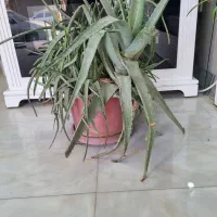 گل آلوئه ورا