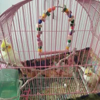 عروس هلندی نر وماده با تمام لوازم و لونه 2تومن