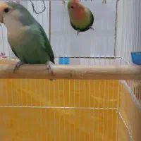 طوطی برزیلی