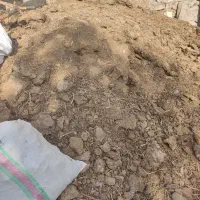 کود گاوی|عمده‌فروشی|طارم, |دیوار