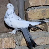 کبوتر پر اصفهانی صداکن|پرنده|لاران, |دیوار