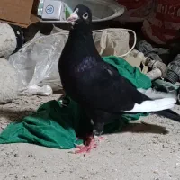 کفتر|پرنده|زابل, |دیوار