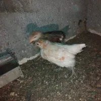 برهما گلپایگان لوهمن