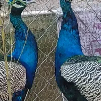 طاووس هندی ومصری|پرنده|محمودآباد, |دیوار