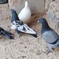 سلام پنج تا کفتر رنگه و آلمانی|پرنده|چناران, |دیوار