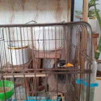 مرغ میناسخنگو