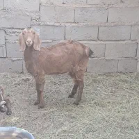 دوزدیده شدن