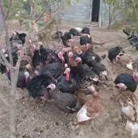 فروش بوقلمون محلی عمده خورده