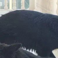 سگ ژرمن کینگ|سگ|بوشهر, |دیوار