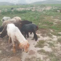 قوچ  سفید بختیاری