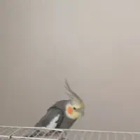 عروس هلندی|پرنده|خرمآباد (تنکابن), |دیوار