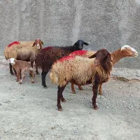 گوسفند میش و بره