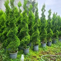 درخت بندار بن بالا شهر داری ماده ۷|خدمات باغبانی و درختکاری|ری, اقدسیه|دیوار