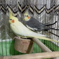 یک جفت عروس هلندی همراه۳تا جوجه|پرنده|تالش, هشتپر|دیوار