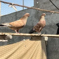 کبوتر
