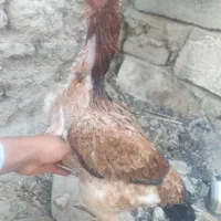 مرغ قیمت با خودتون|حیوانات مزرعه|سراوان, |دیوار