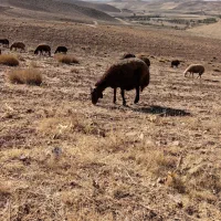 دوراس میش غزل افشار ابستن|حیوانات مزرعه|داران, |دیوار