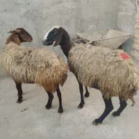 جهت نذری و قربانی