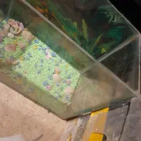 اکواریوم ماهی|ماهی|دهگلان, |دیوار