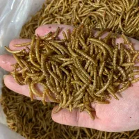 میلورم خشک درجه یک 700